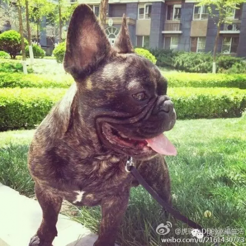 宋喆以自家斗牛犬的名号开了微博,网友据此照片定位到了他生活的小区